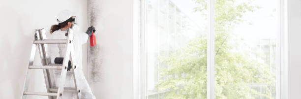 Best Mold Damage Restoration  in Sallisaw, OK